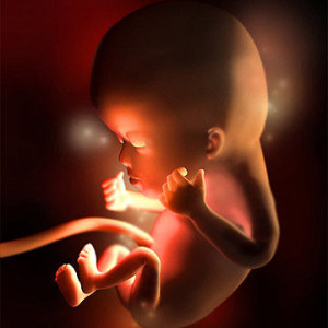 Hình ảnh thai phát triển tuần 12