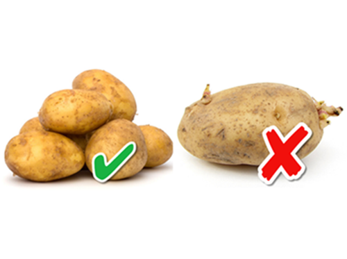 Cẩn thận ngộ độc do ăn khoai tây mọc mầm